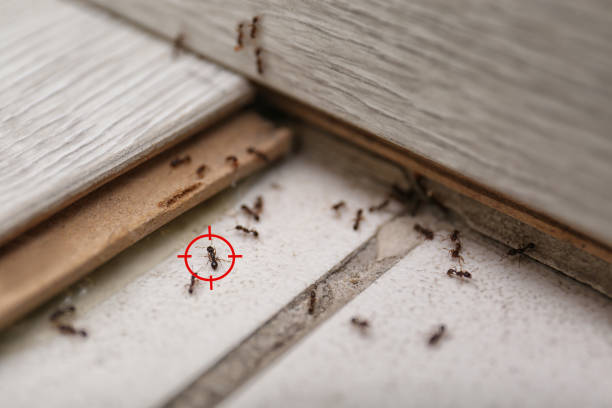Best Local Pest Control Services  in Fort Lupton, CO