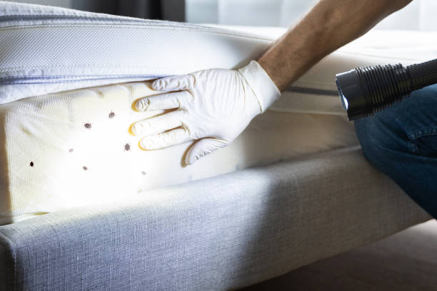Best Mosquito Control Services  in Fort Lupton, CO