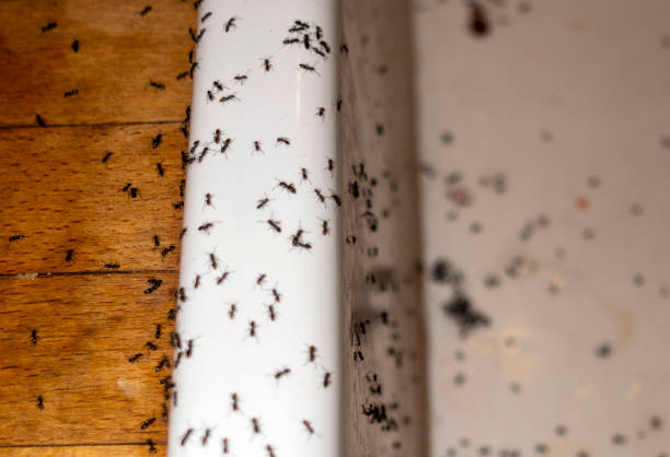Best Commercial Pest Control Services  in Fort Lupton, CO