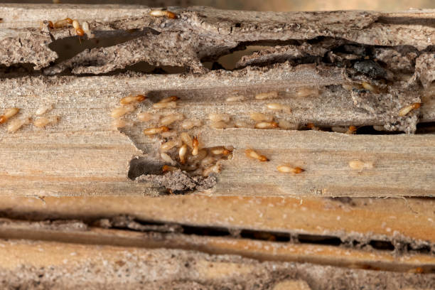 Best Pest Control for Homes  in Fort Lupton, CO